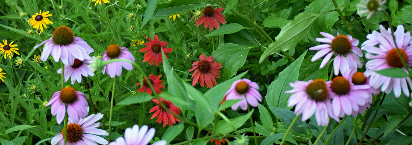 Coneflower and other wildflowers