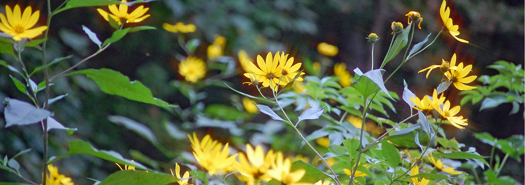 Wildflowers in bloom