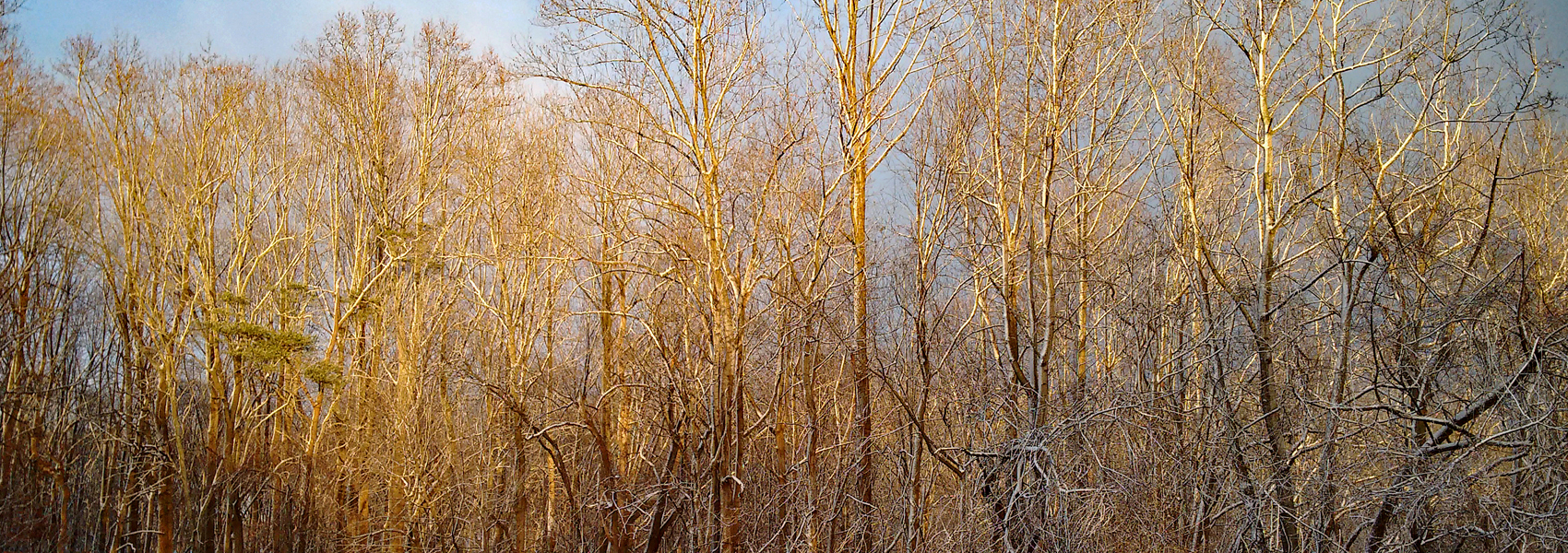 Sunset light shines on trees after a snow squall