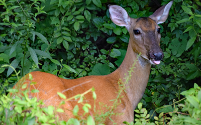 Deer in the woods with tongue sticking out