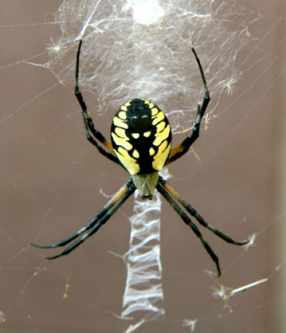 hidden pond spider
