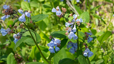 Bluebells in bloom