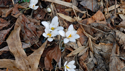 Bloodroot in bloom