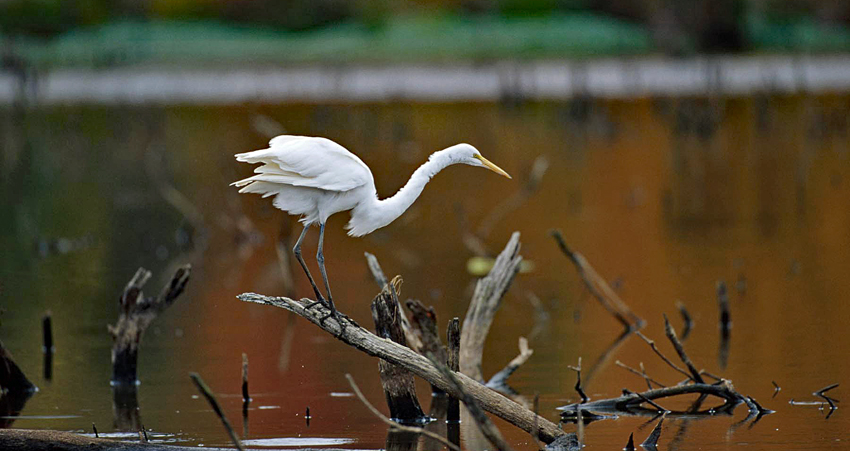 An egret balances on the branch of a log