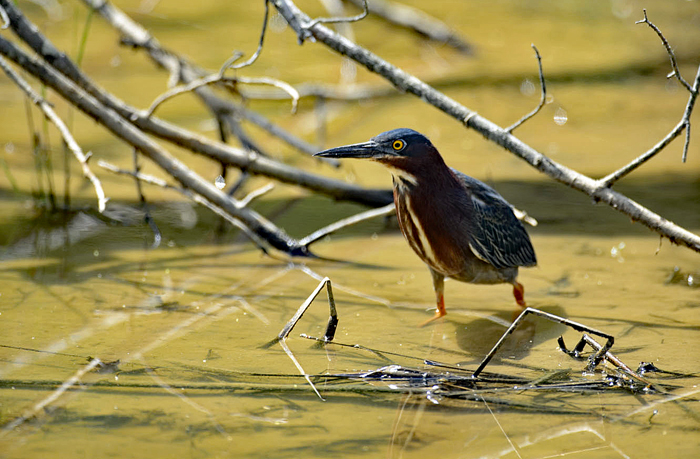 A green heron wades in the wetland waters of Huntley Meadows