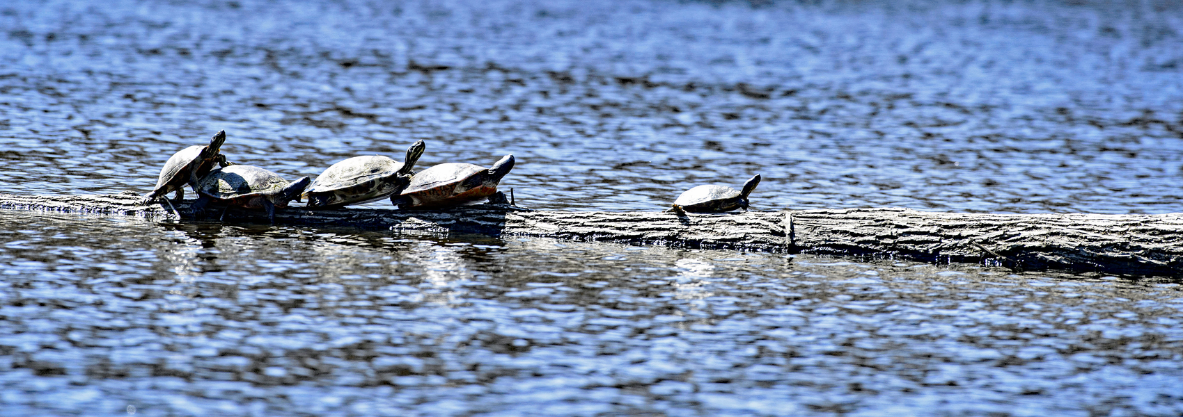 Five turtles in a row rest on a log