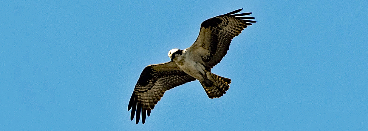 An osprey flies with wings spread in a clear sky