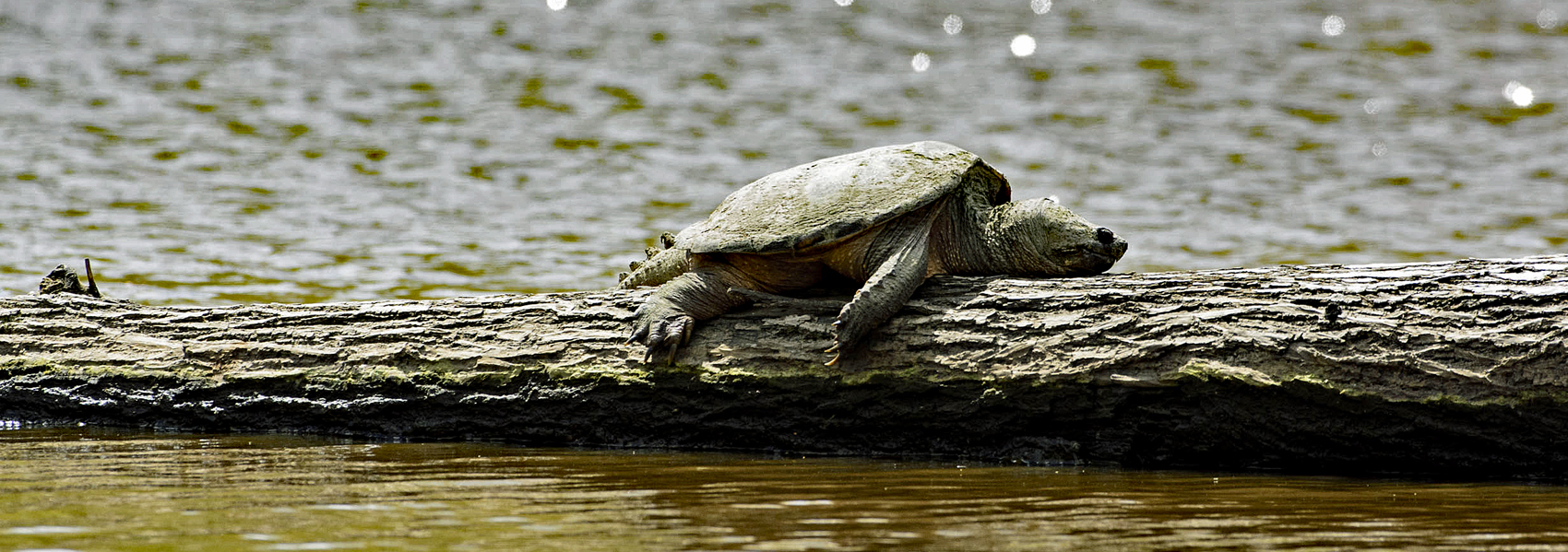 A snapping turtle lies flopped and contentedly on a log