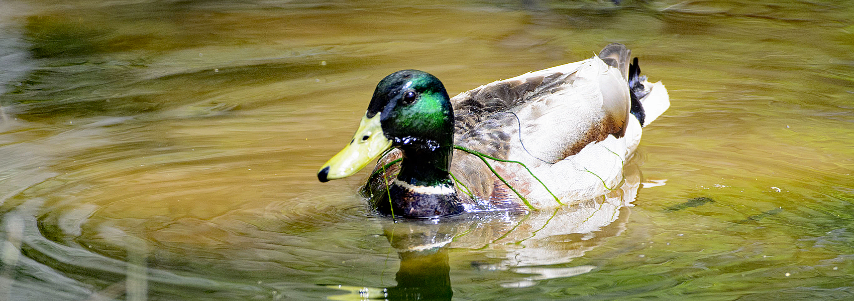 A male mallard with a strand of grass over his back floats on wetland waters