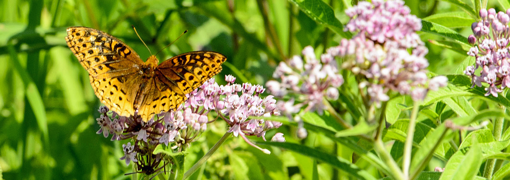 A butterfly feeds on flowers