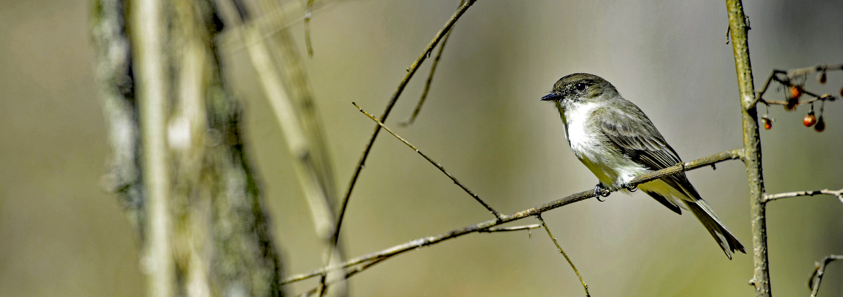 A small bird sits on a tree branch