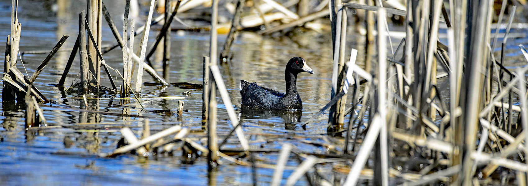 A duck floats in the water amid stickups and plants that have lost their foliage