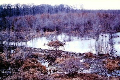 A beaver dam in the wetland