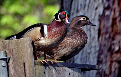 A pair of wood ducks