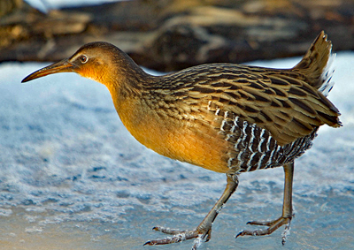 A king rail