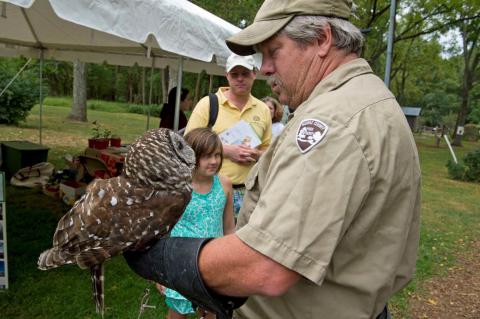 owls