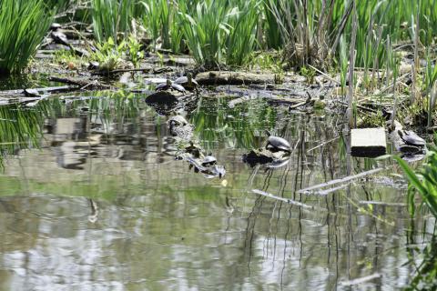 turtles