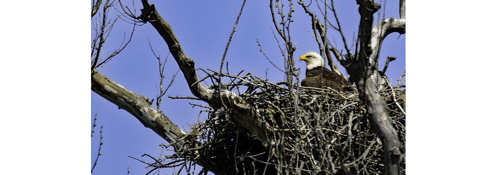 Bald eagle on nest