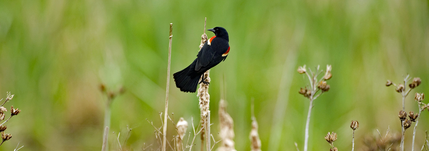 Redwing Blackbird in a meadow