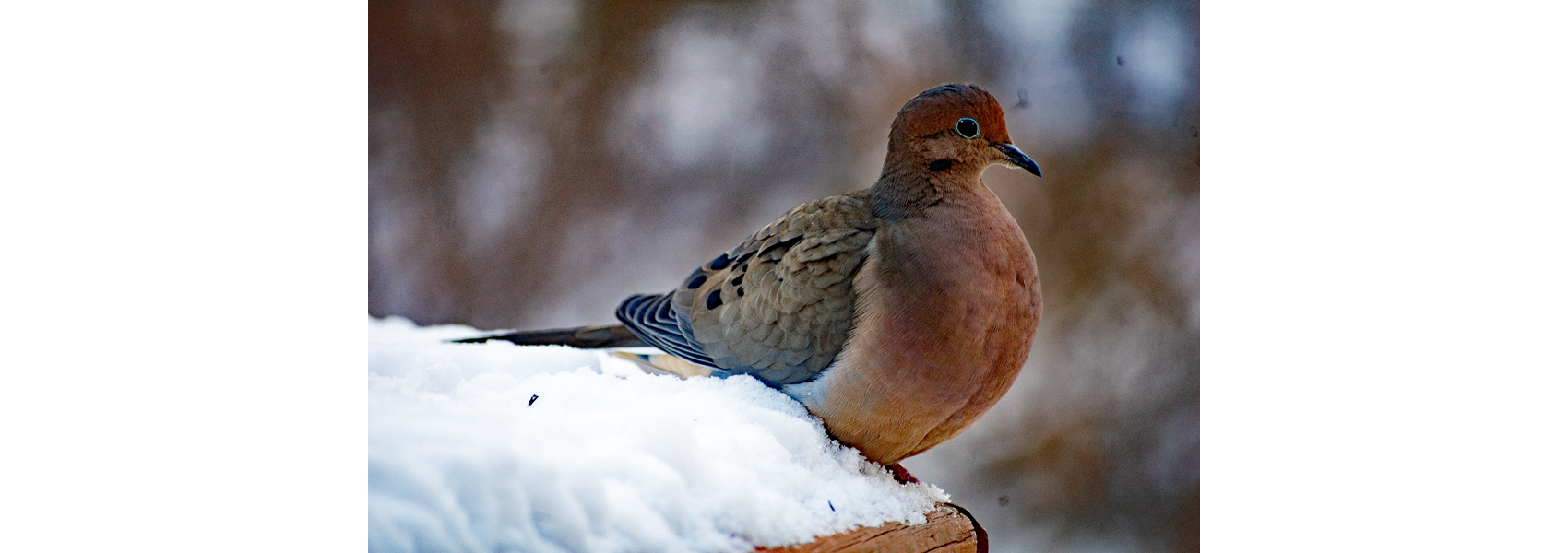 Mourning dove on snow
