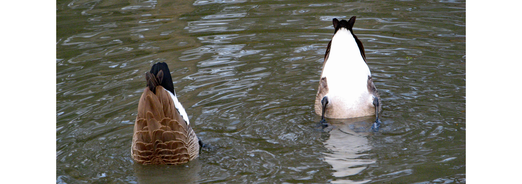Canada geese feeding underwater