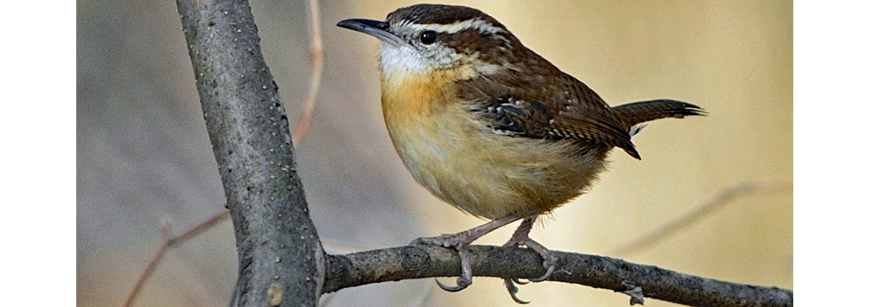 Carolina wren stands on a tree branch