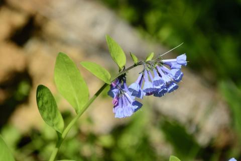 Bluebells