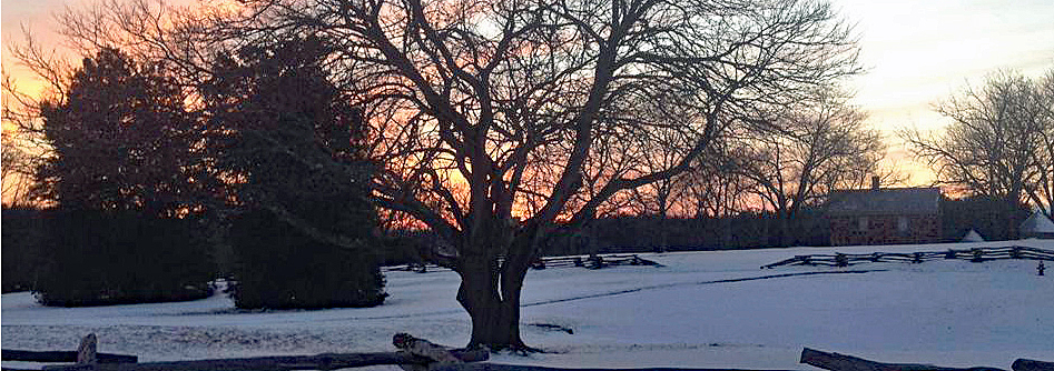 Sunset behind a large red mulberry tree and the historic house