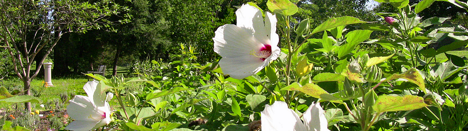 Native garden at Sully in bloom
