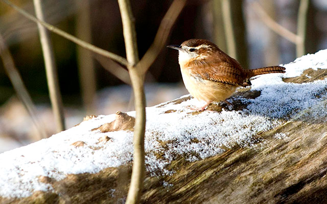 Birding Programs