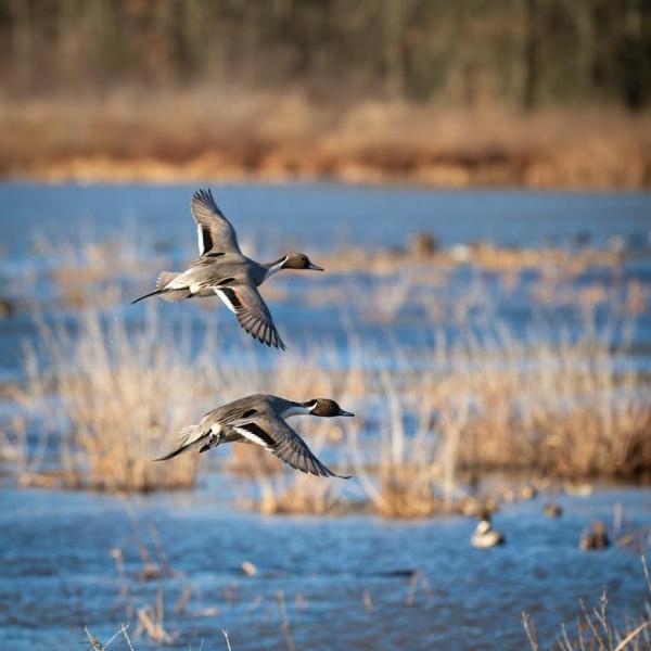 Fowl in Flight