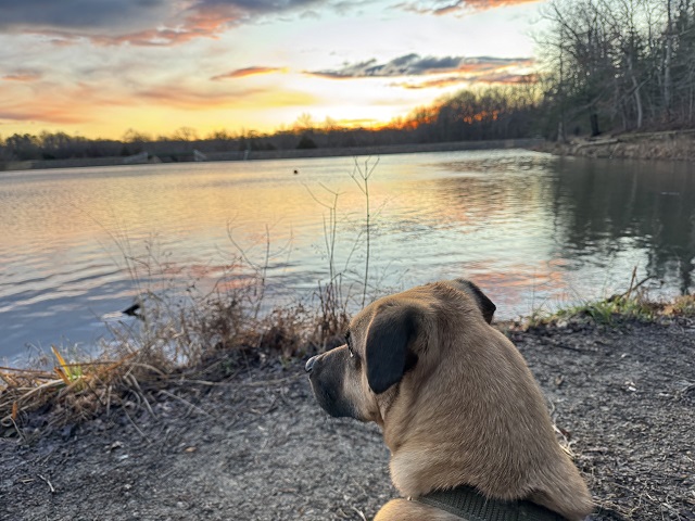dog looking at the water