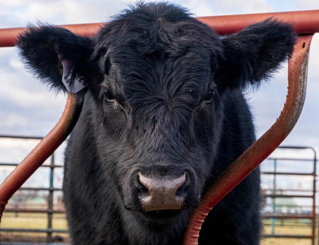 Cow