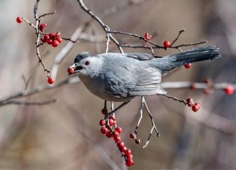 best in show wildlife