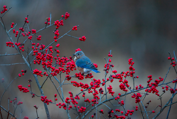 people's choice award