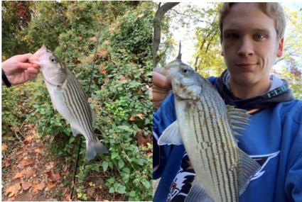 striped bass fishing