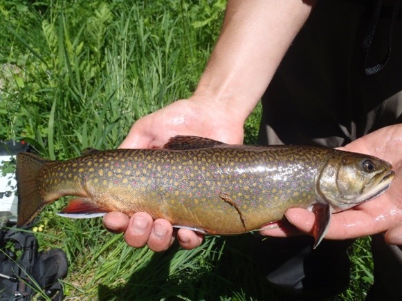 Trout Fishing in Virginia