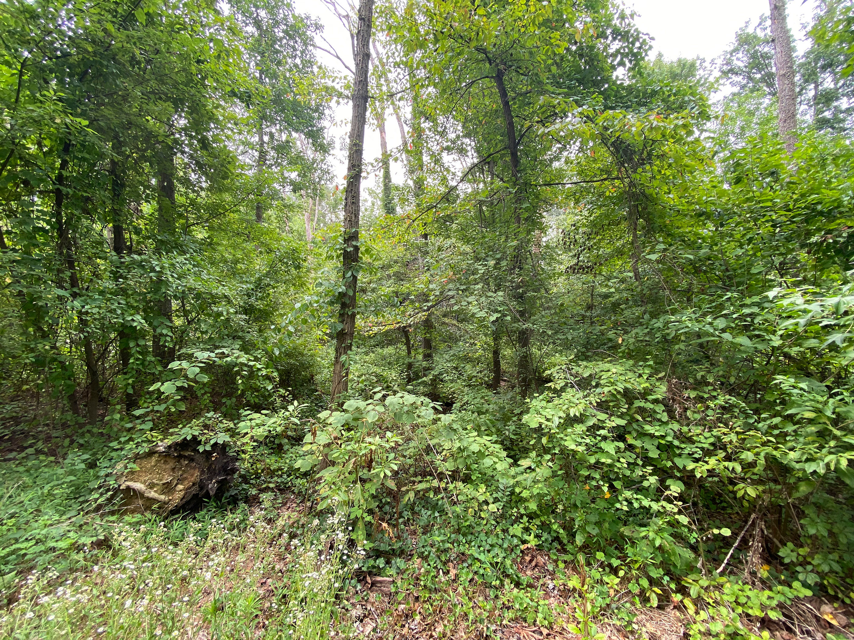 Mason District Park