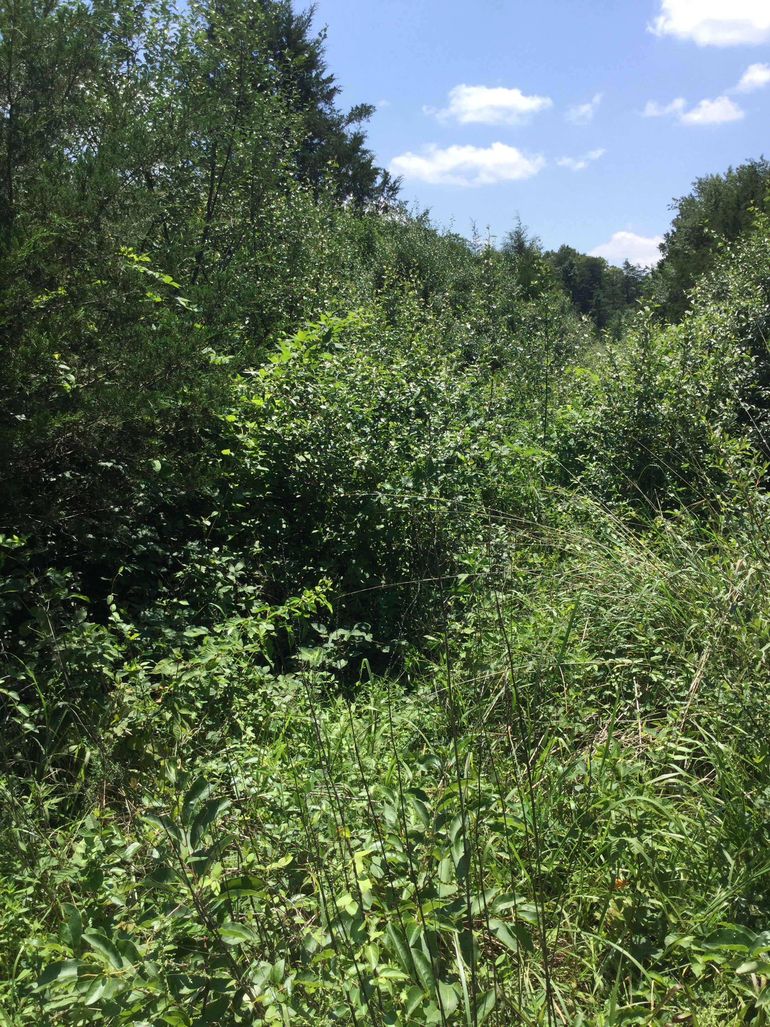 Elklick Preserve
