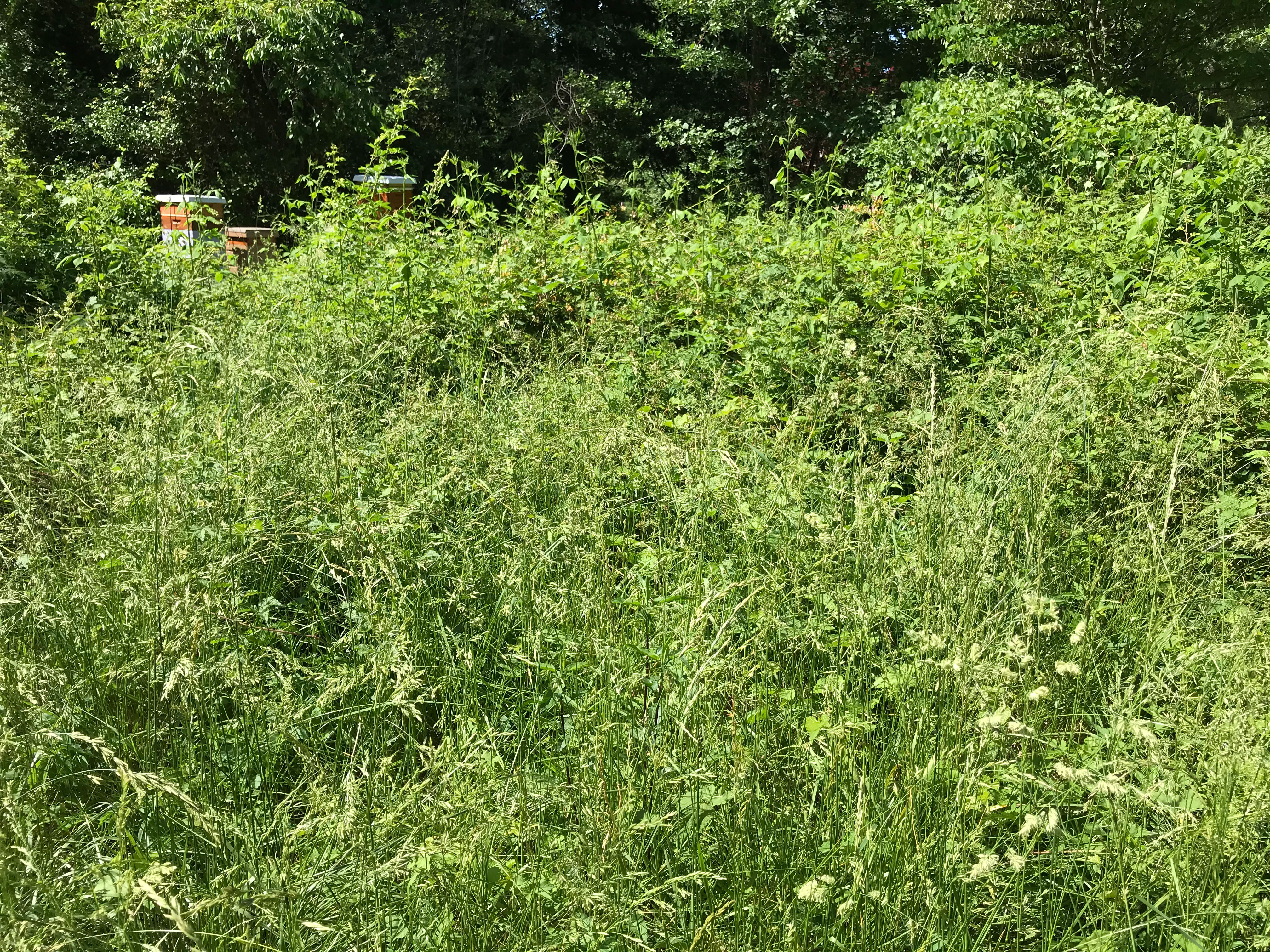 ellanor c. lawrence park forest restoration project