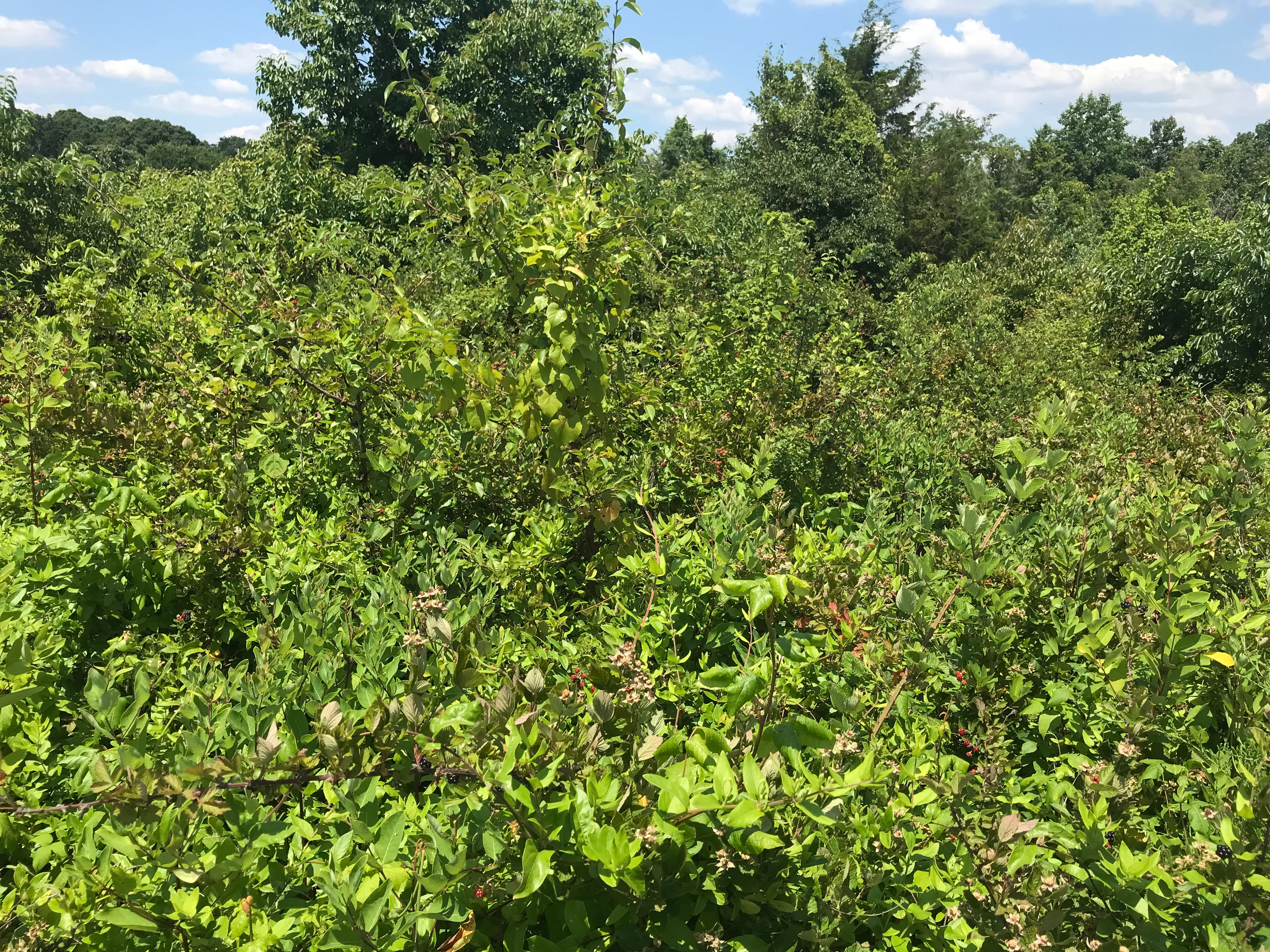 ellanor c. lawrence park forest restoration project