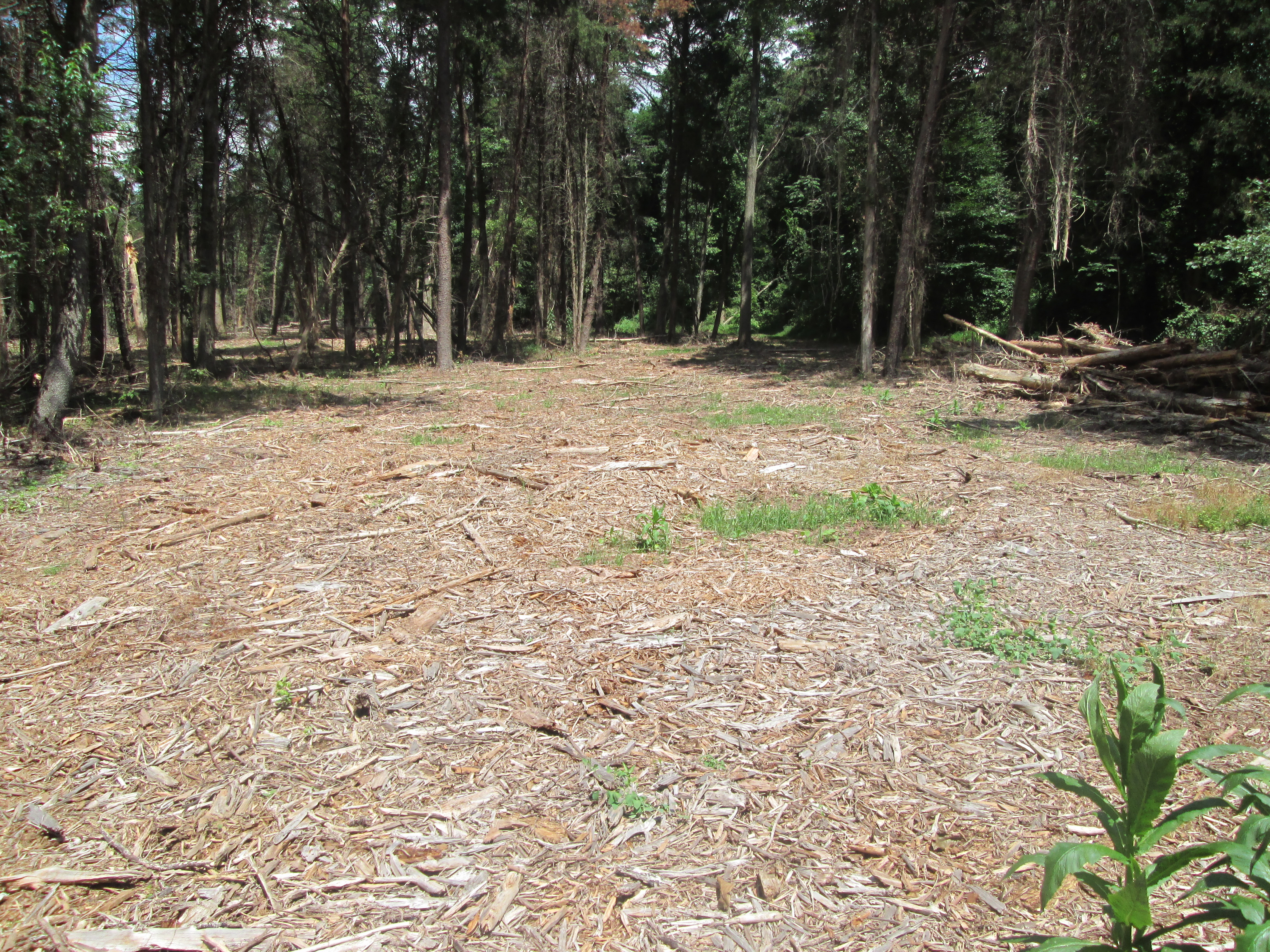 ellanor c. lawrence park forest restoration project