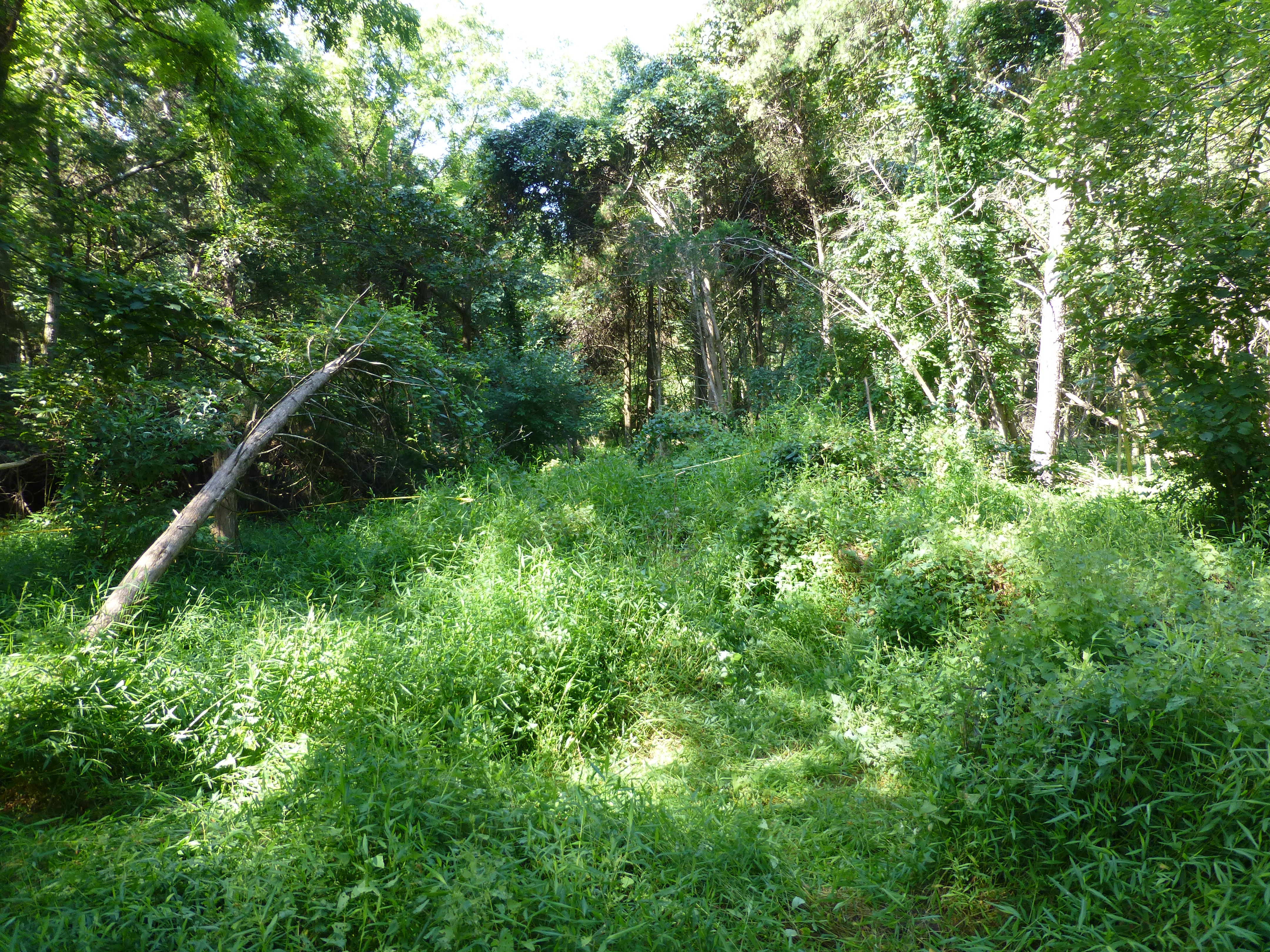 ellanor c. lawrence park forest restoration project