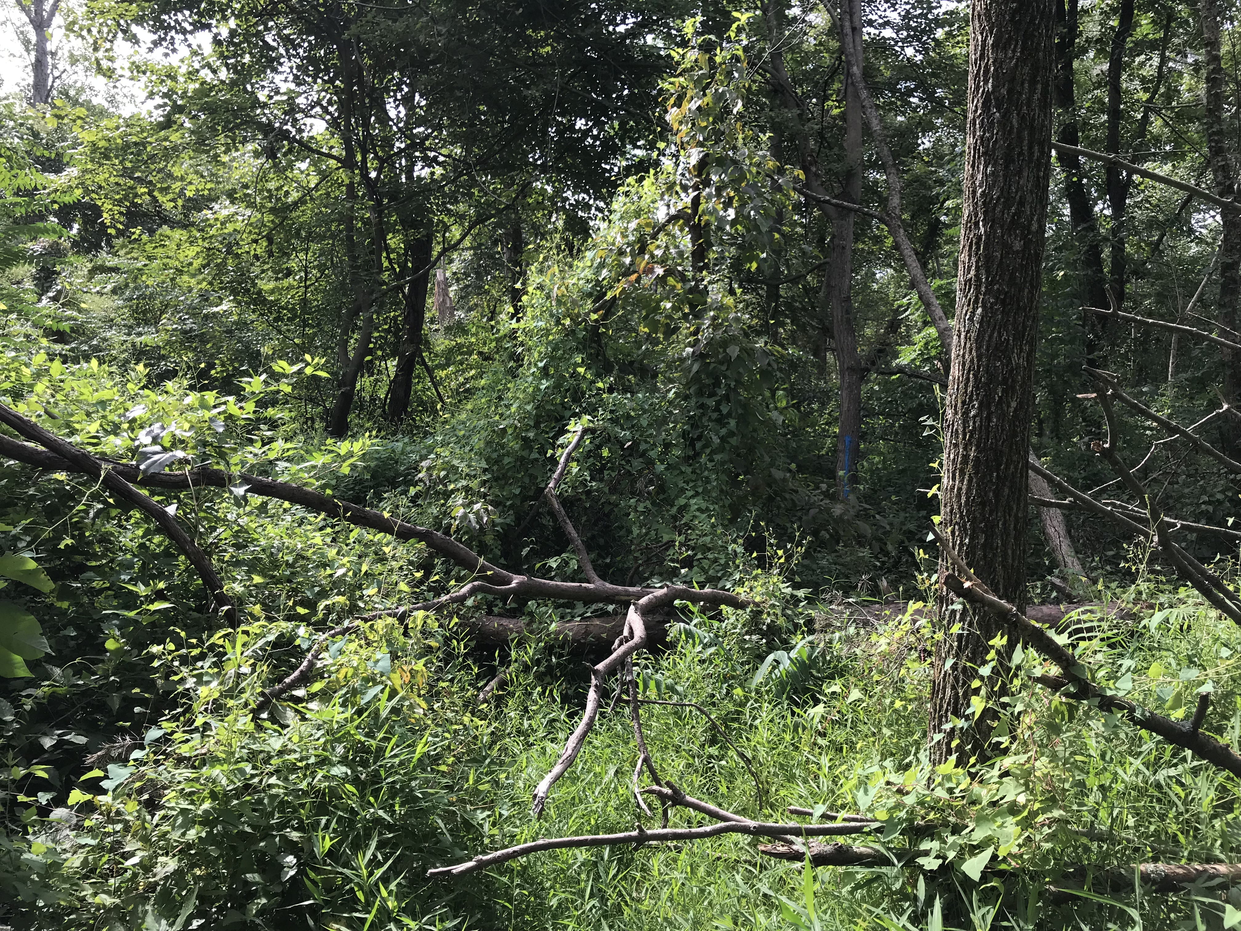 ellanor c. lawrence park forest restoration project