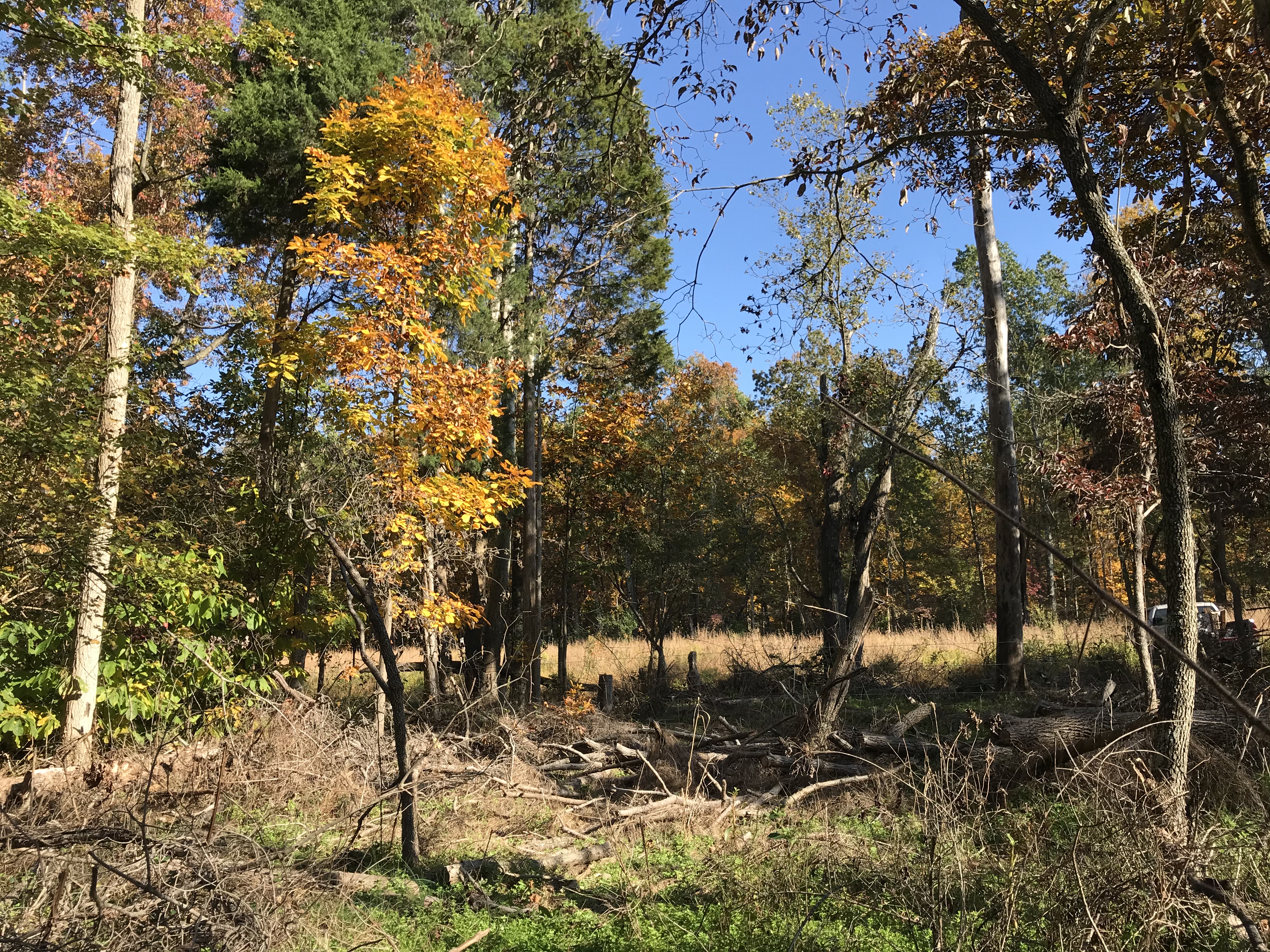 ellanor c. lawrence park forest restoration project