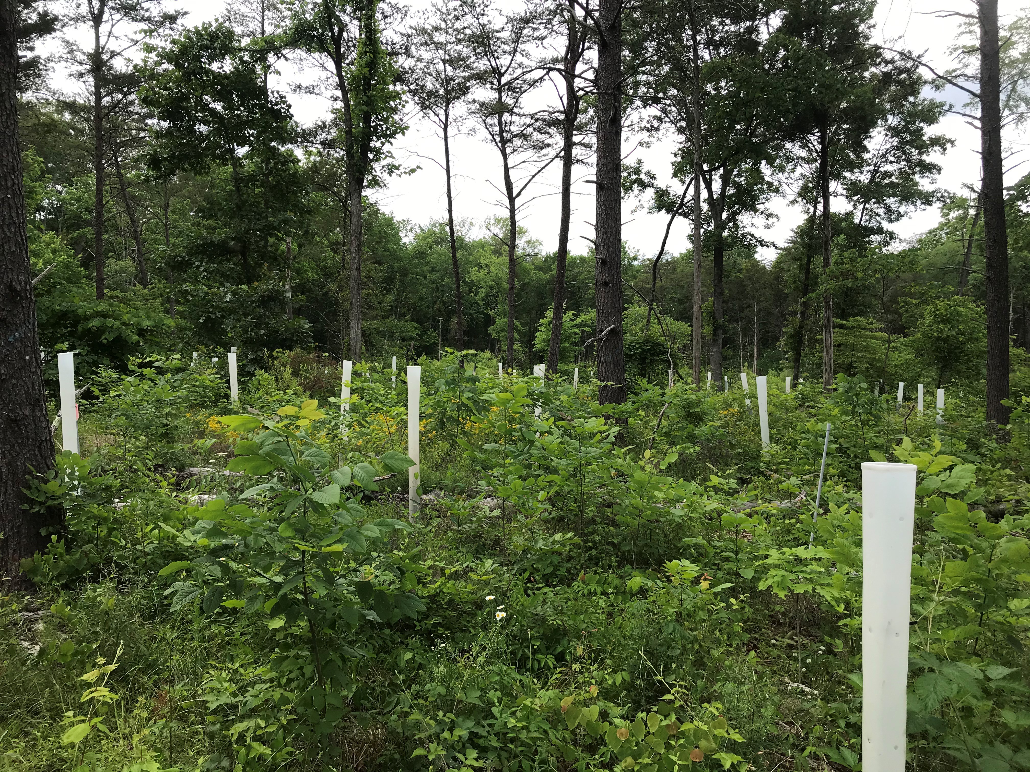 ellanor c. lawrence park forest restoration project