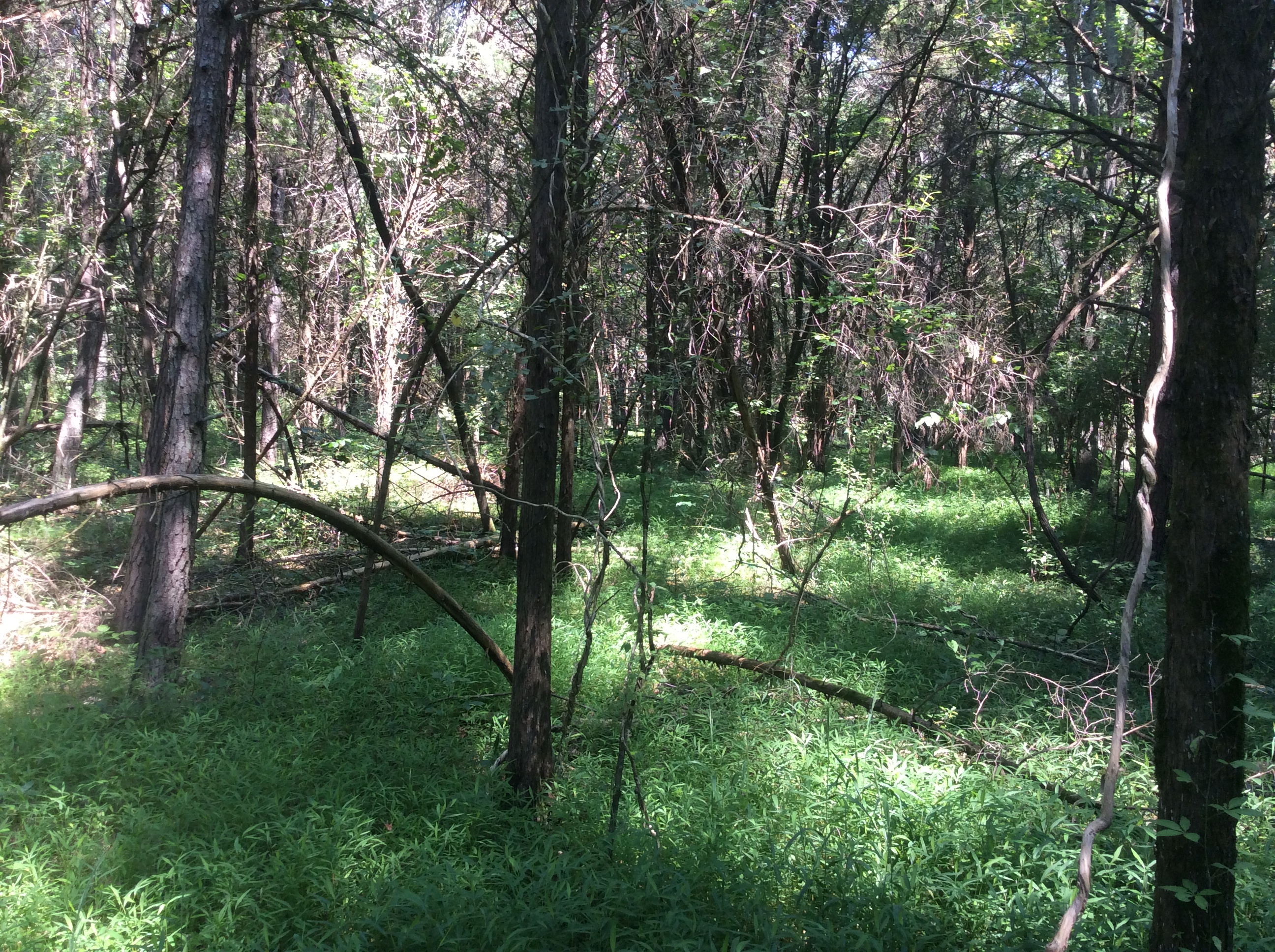 ellanor c. lawrence park forest restoration project