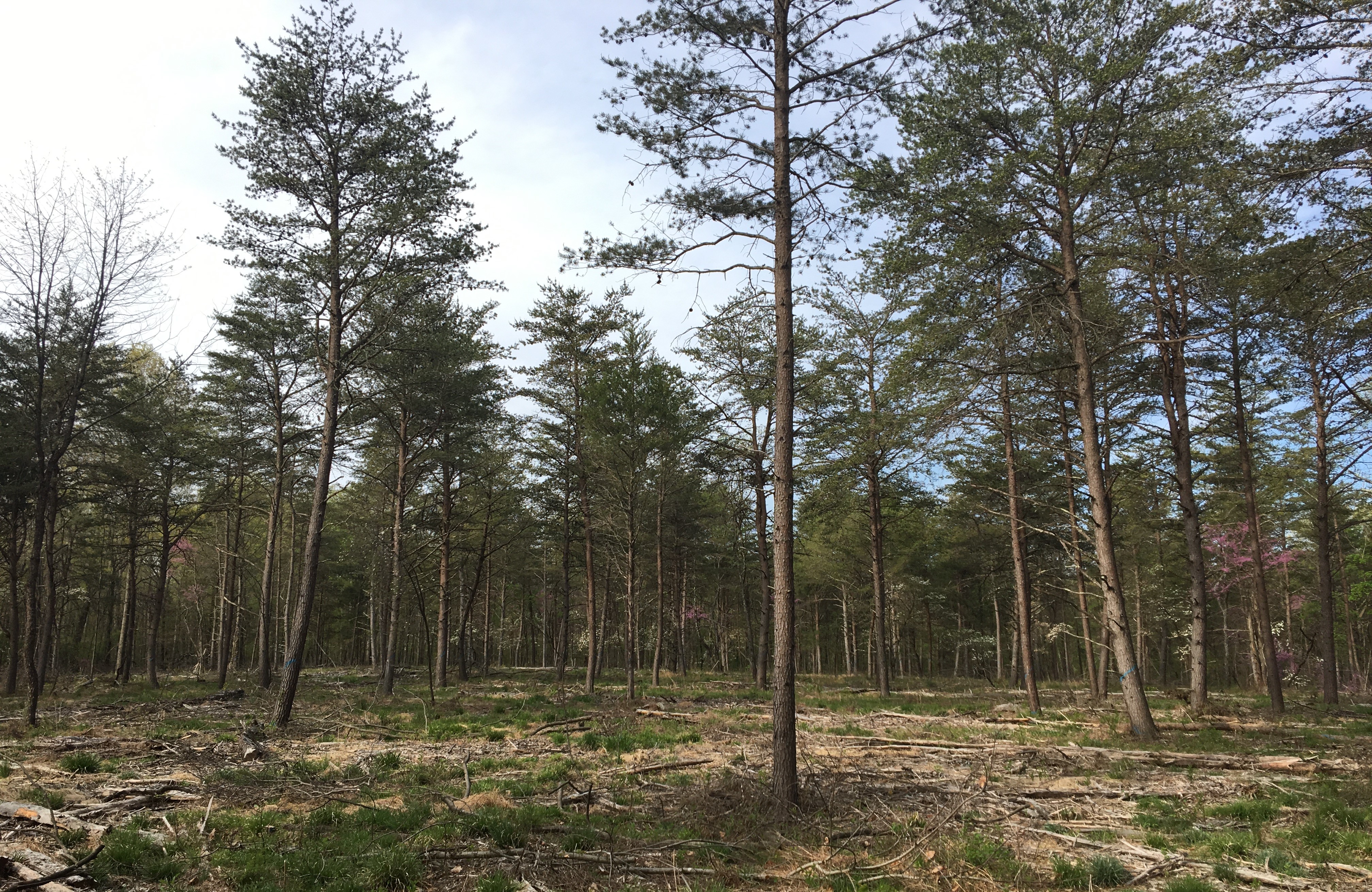 ellanor c. lawrence park forest restoration project