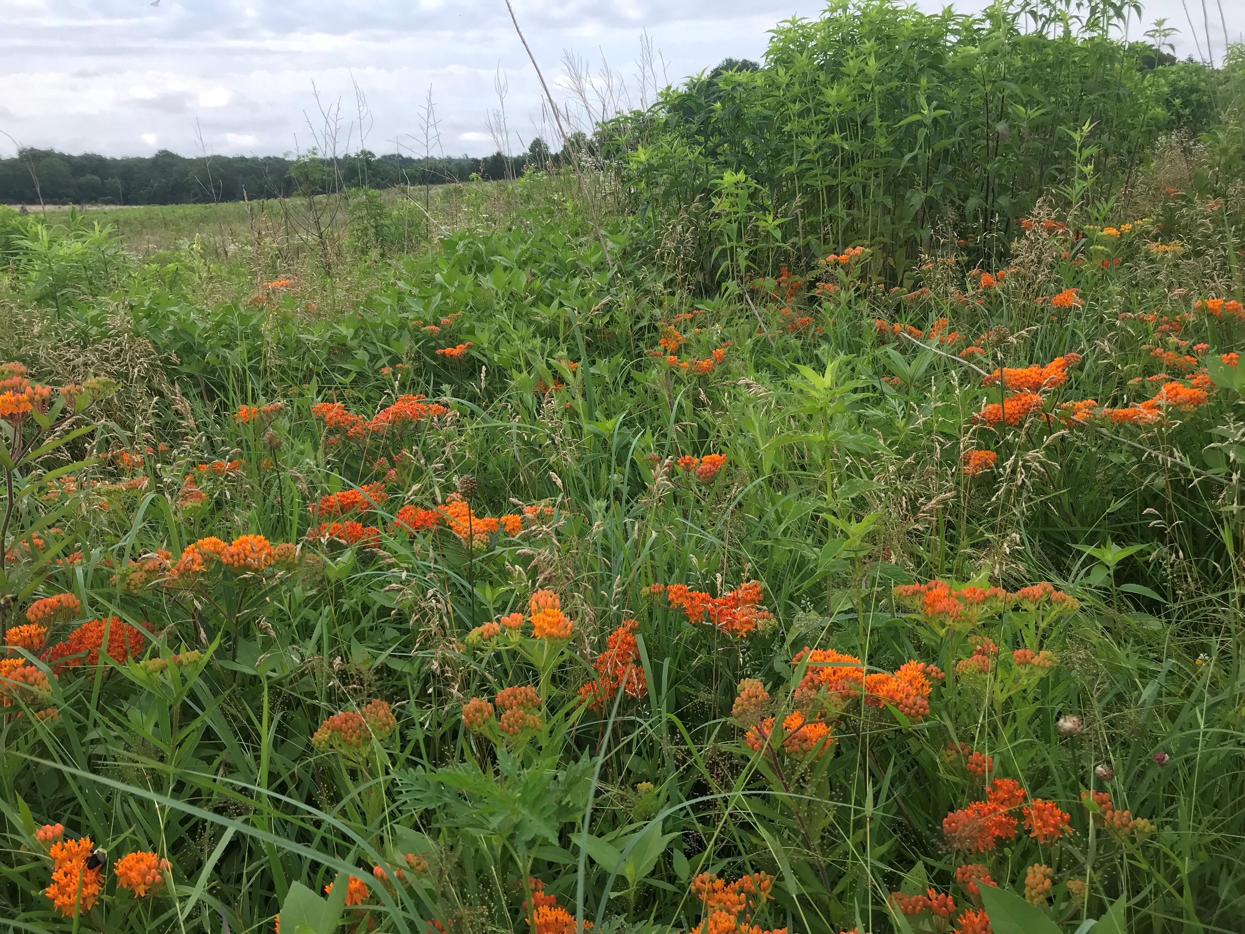 ellanor c. lawrence park forest restoration project