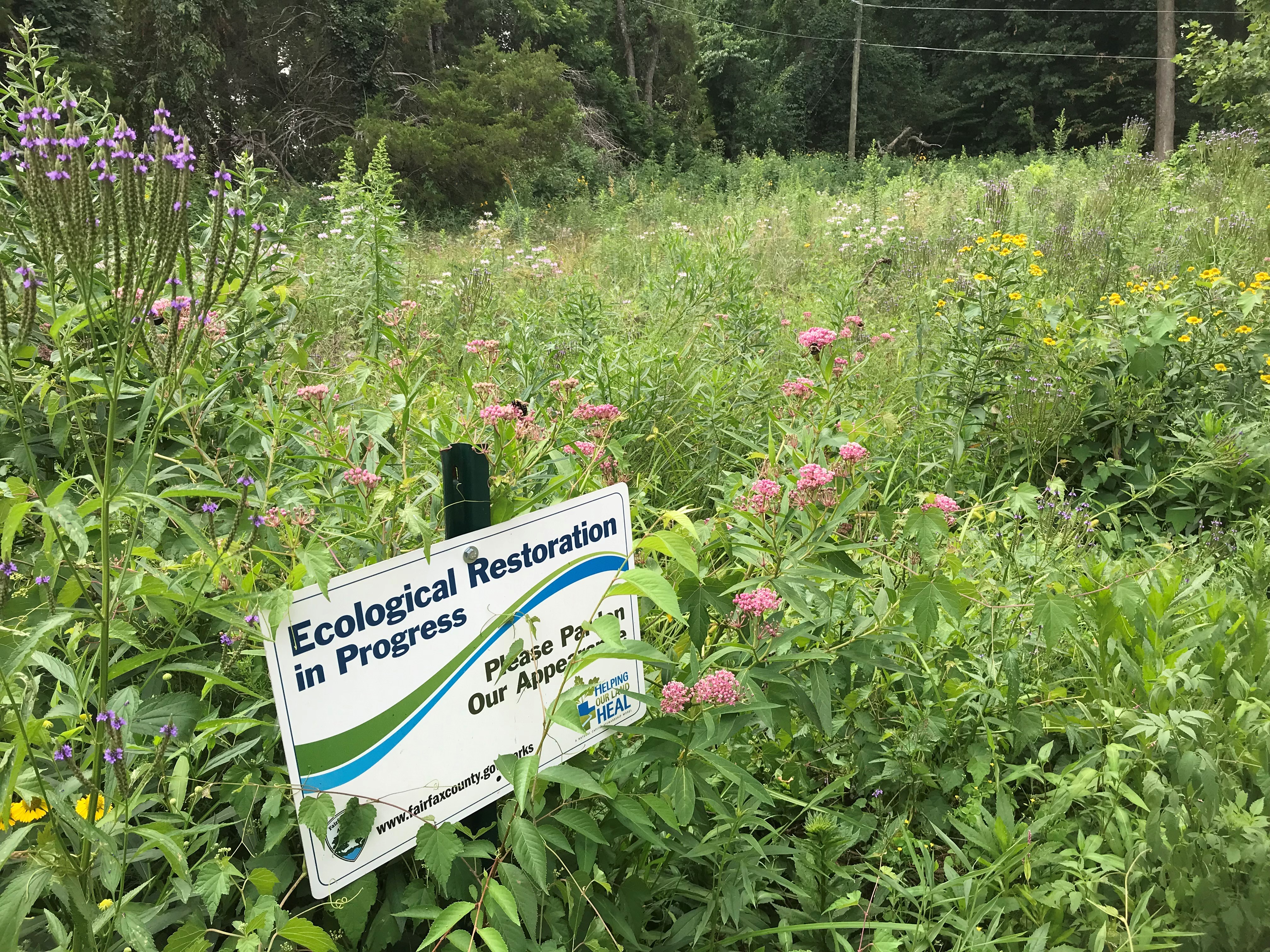 ellanor c. lawrence park forest restoration project